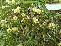 Carex caryophyllea
