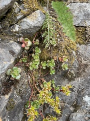 Sedum oreganum