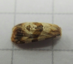 Phalonidia contractana