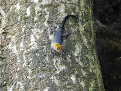 Gonatodes albogularis