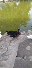 Anas platyrhynchos × Cairina moschata