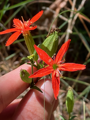 Silene subciliata