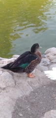 Anas platyrhynchos × Cairina moschata