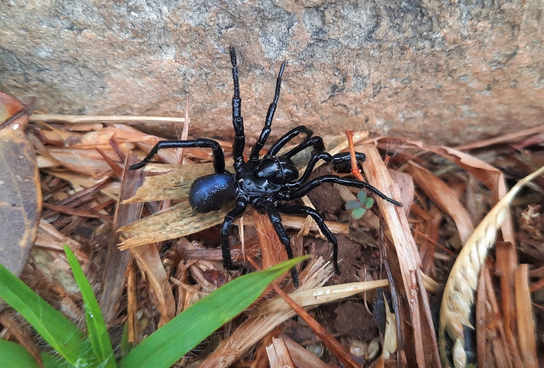 Actinopus candango Miglio, Pérez-Miles & Bonaldo, 2020