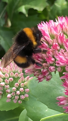 Bombus