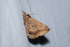 Ommatophora luminosa