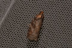 Cryptoptila australana
