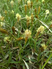 Carex caryophyllea