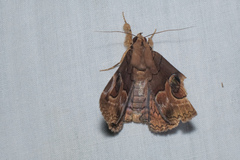 Ommatophora luminosa
