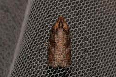 Cryptoptila australana