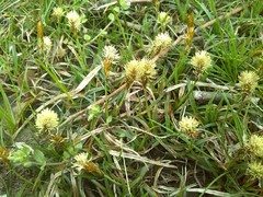 Carex caryophyllea