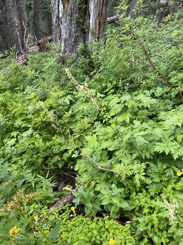 Image of Actaea laciniata by (c) Matt Berger, some rights reserved (CC BY)