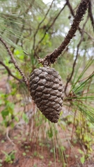 Pinus oocarpa
