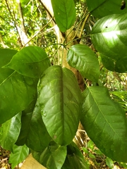 Dendropanax arboreus