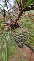 Pinus oocarpa