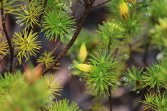 Stenanthera pinifolia