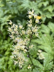 Actaea laciniata
