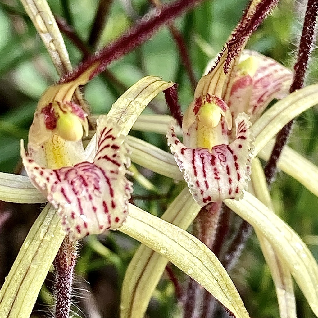 Caladenia straminichila