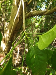 Dendropanax arboreus