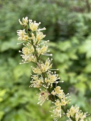 Actaea laciniata