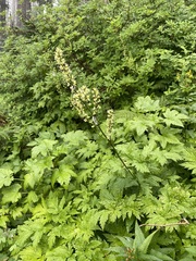 Actaea laciniata