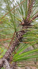 Pinus oocarpa