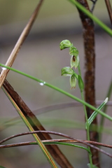 Pterostylis melagramma
