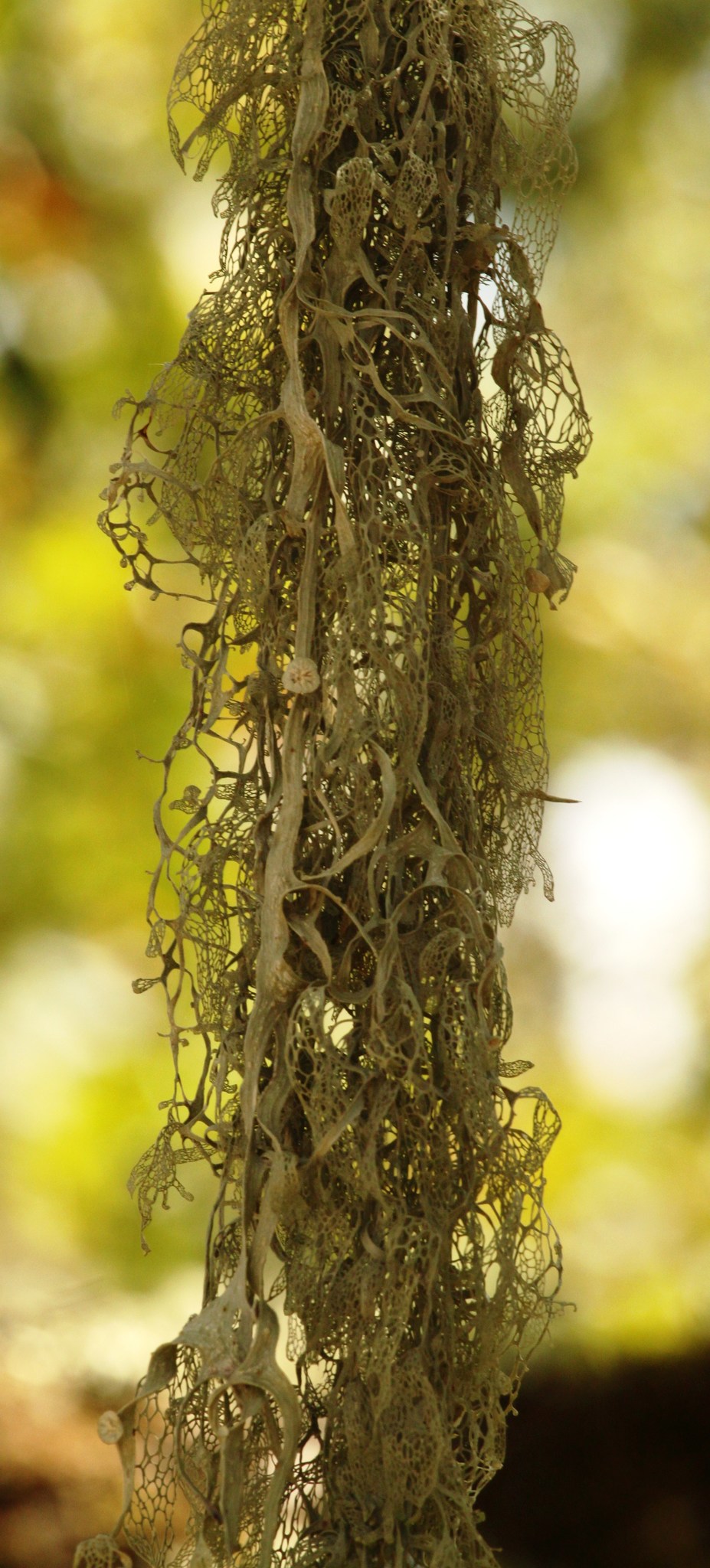 Ramalina menziesii image