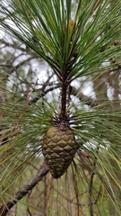 Pinus oocarpa
