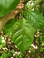 Dendropanax arboreus
