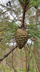Pinus oocarpa