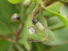 Poecilohetaerus aquilus