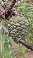 Pinus oocarpa