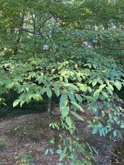 Carpinus