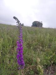 Lobelia fenestralis
