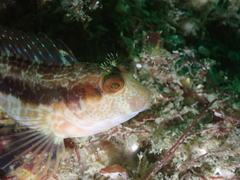 Parablennius pilicornis