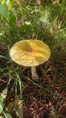 Amanita