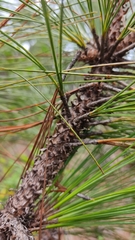 Pinus oocarpa