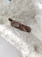 Acrobasis bithynella