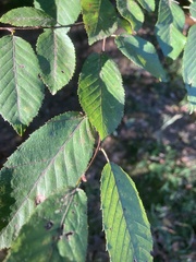 Carpinus