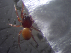 Trachelas minor