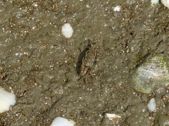 Leptuca uruguayensis