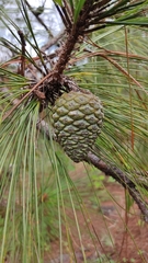 Pinus oocarpa