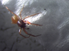 Trachelas minor