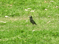 Hymenops perspicillatus