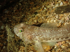 Gobius niger