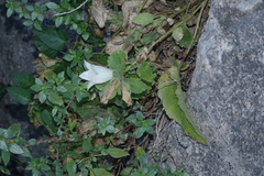 Campanula pendula