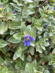 Gentiana calycosa