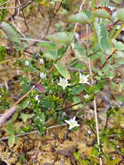Gentiana douglasiana