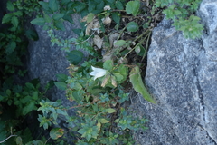 Campanula pendula